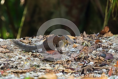 Cute common Tree Shrew walking on forest ground at Fraserâ€™s hill, Malaysia, Asia Stock Photo
